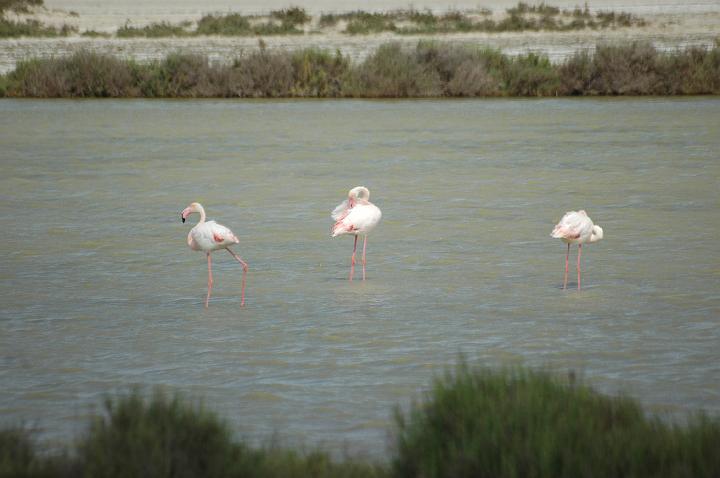 camargue